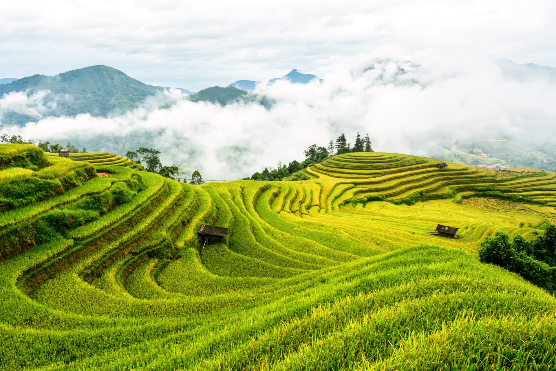 Terraced rice fields on misty mountain slopes at harvest